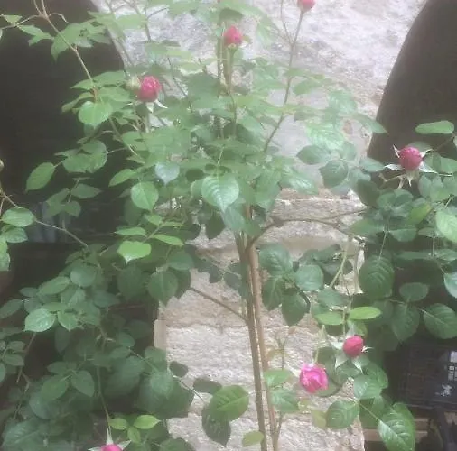 Bed & Breakfast D'hotes Le Donjon 3*